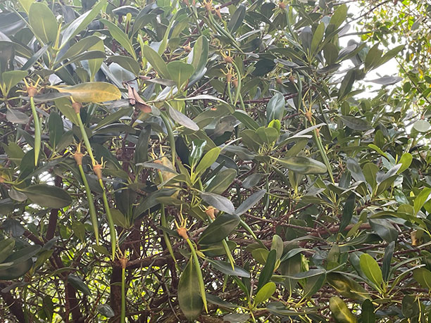 生物多様性調査活動 Biodiversity survey