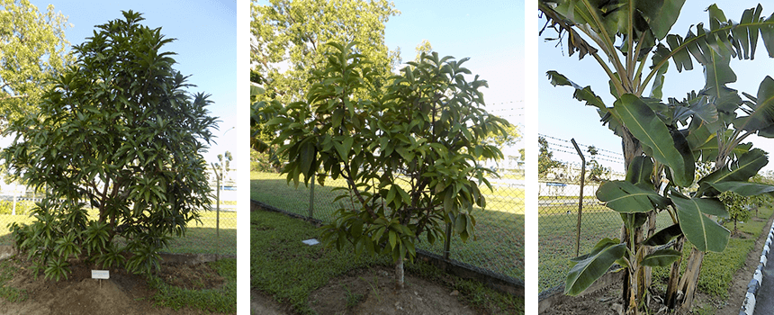 事業所内緑地管理 Green area management within the site