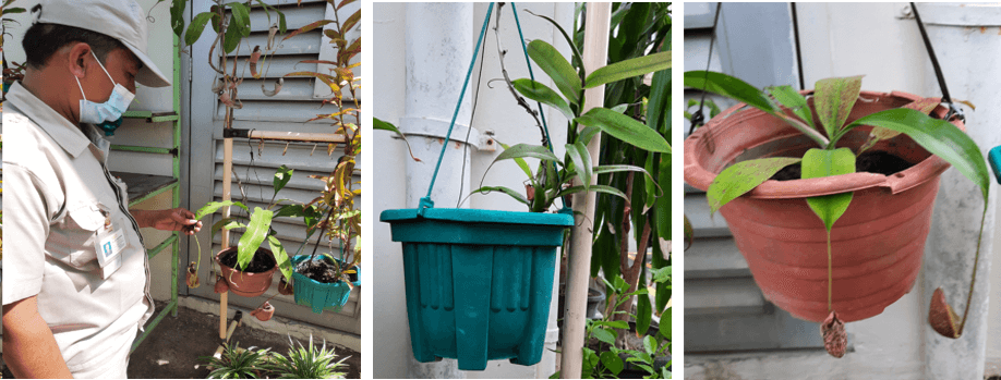 希少植物の育成・保全 Conservation and nurture of rare species : Kantong semar