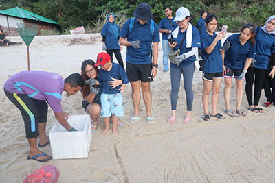 希少生物(アオウミガメ)保護育成活動 Conservation of rare species (Green turtles)