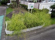 希少種、絶滅危惧種の調査と保護 Survey and protection of endangered species and rare species : Mishimasaiko