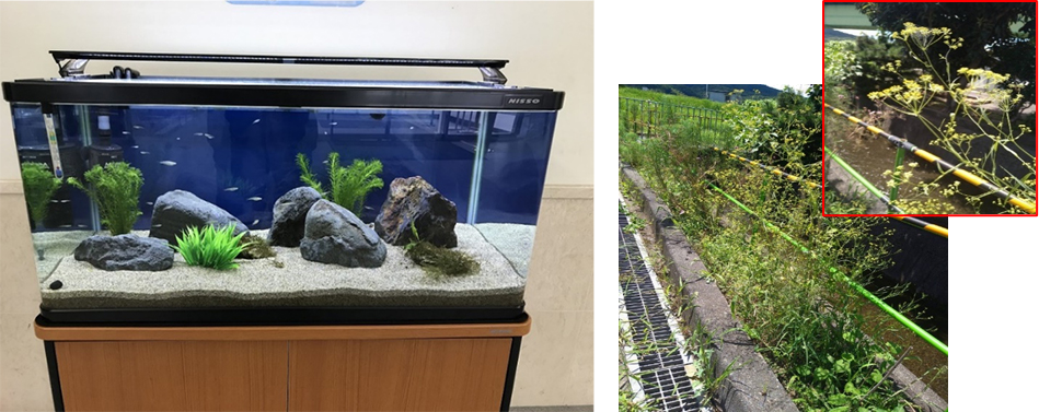 希少種、絶滅危惧種の調査と保護 Survey and protection of endangered species and rare species : Kuromedaka (Killifish), Mishimasaiko