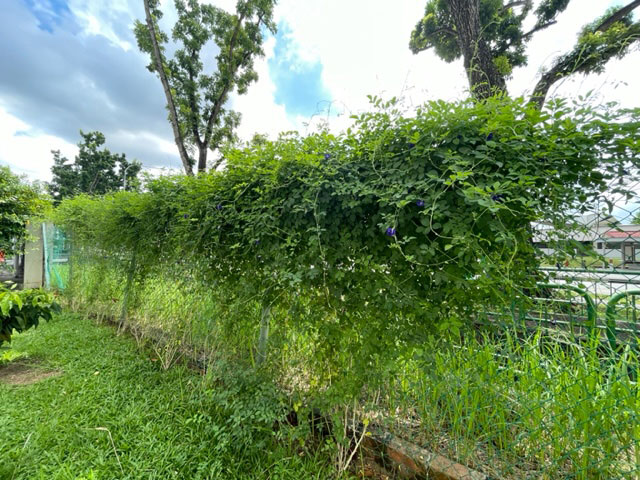事業所内緑地管理 Green area management within the site