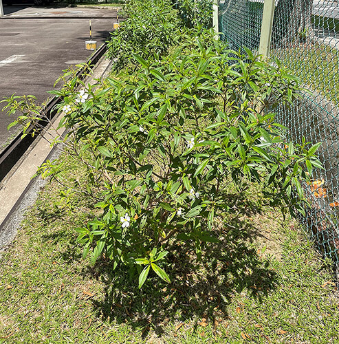 事業所内緑地管理 Green area management within the site