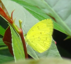 Common Grass Yellow