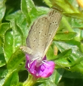 Grass Blue