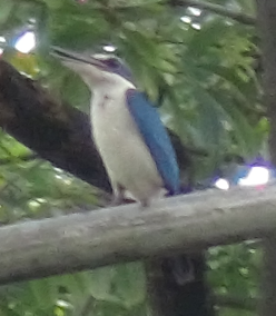 Collared Kingfisher