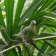 Pink-Necked Green Pigeon