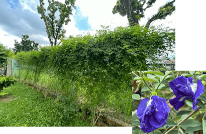 蝶、鳥類を呼び寄せる植栽