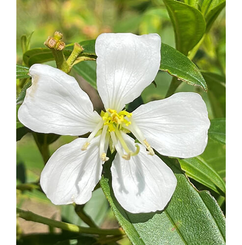 事業所内緑地管理
