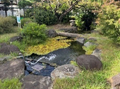 クロメダカを飼育するビオトープの整備