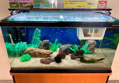 希少種、絶滅危惧種の調査と保護