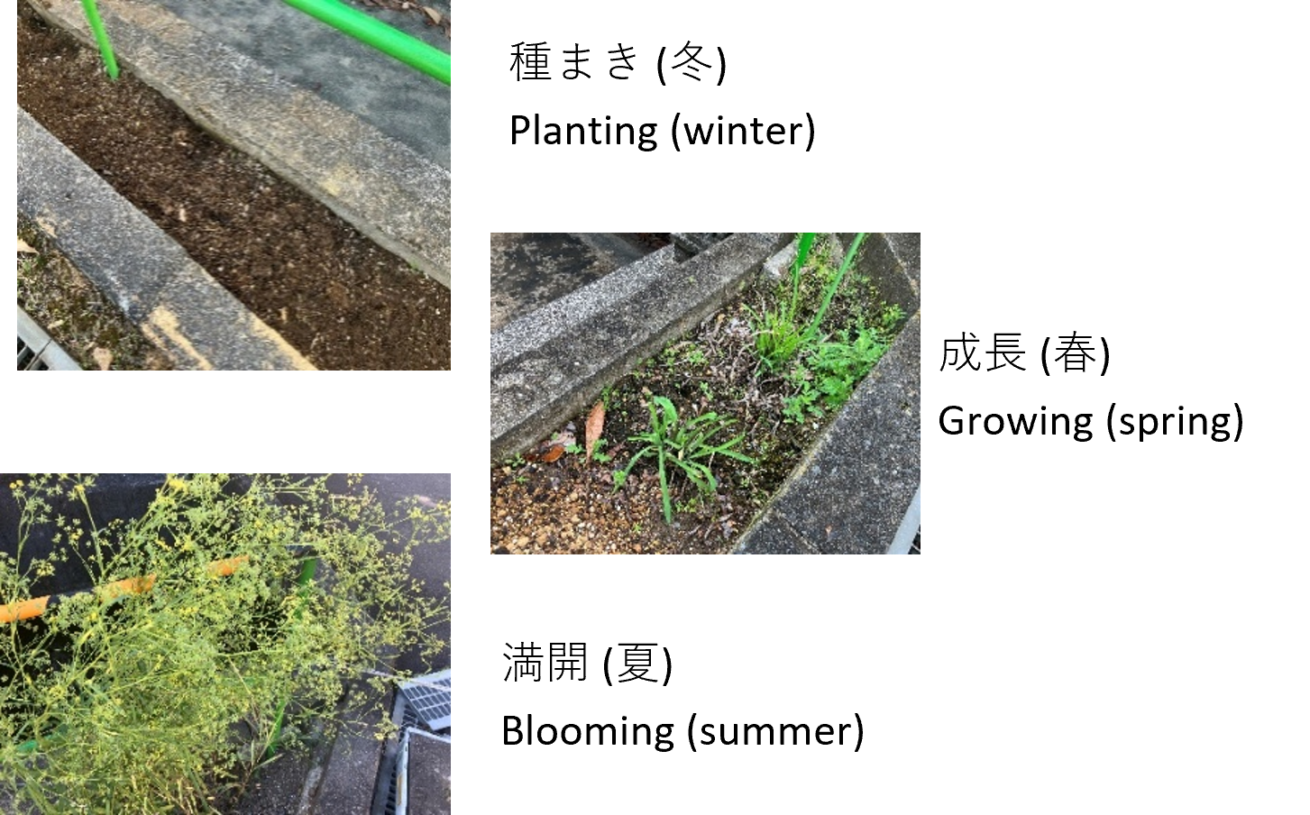 希少種、絶滅危惧種の調査と保護