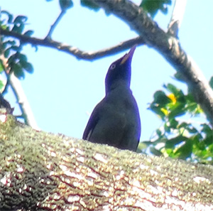 Javan Myna