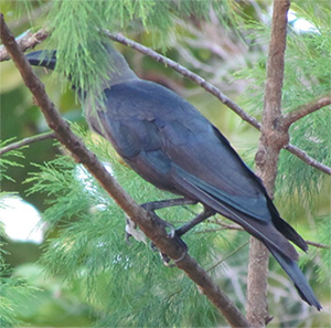 House Crow
