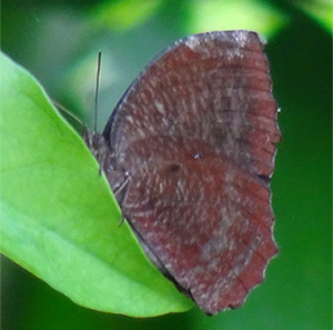 Common Palmfly