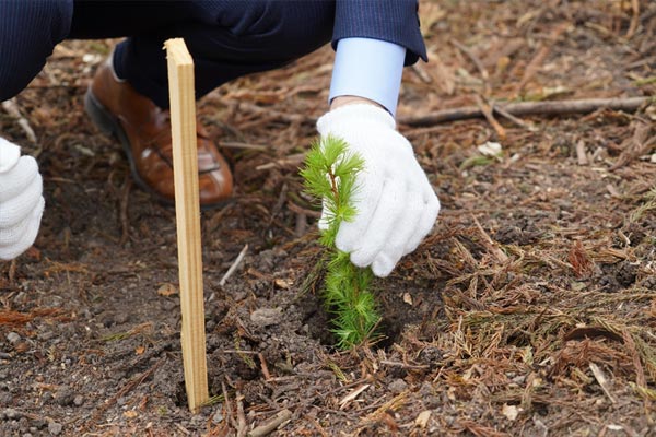 植樹のようす