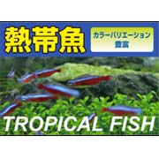 熱帯魚