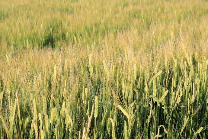 広がる麦畑の風景を写した農業のイメージ画像